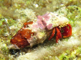 17 Red Reef Hermit Crab IMG 4061